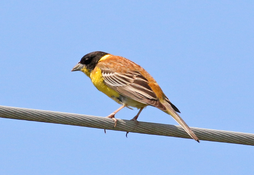 Black-headed Bunting