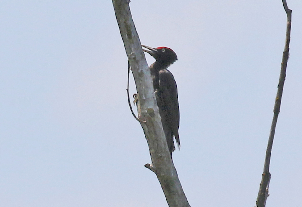 Black Woodpecker