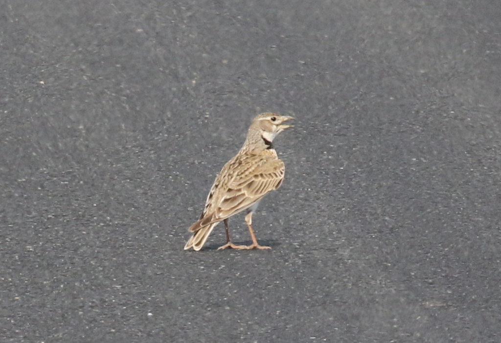 Calandra Lark