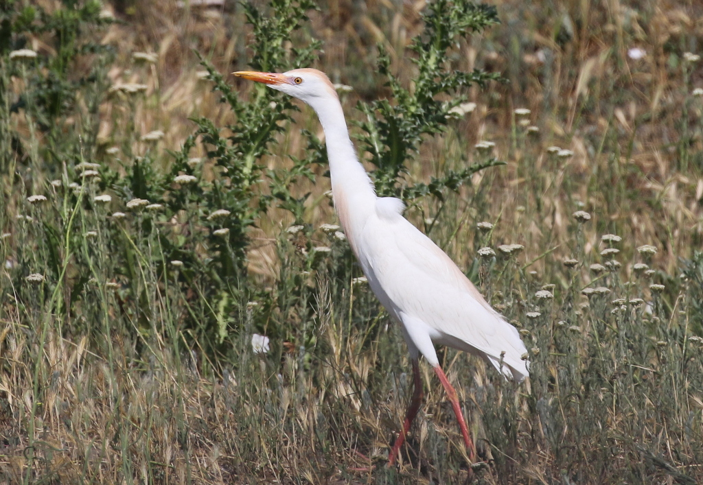 Cattle Egret