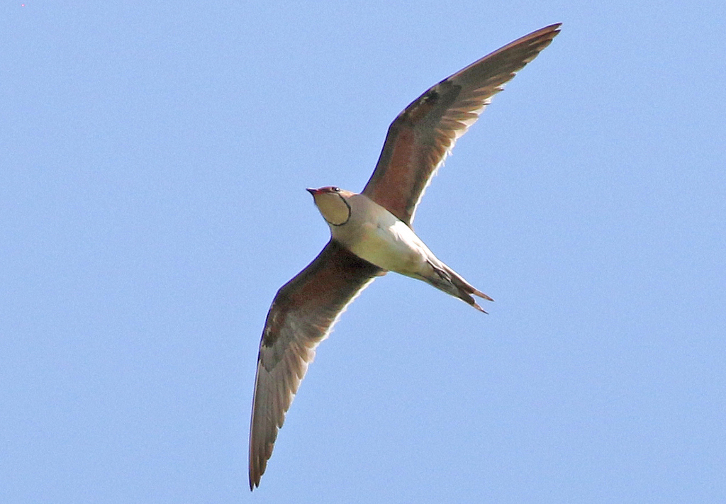 Collared Pratincole