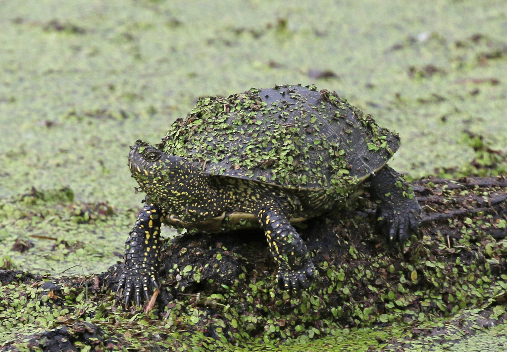 European Pond Terrapin