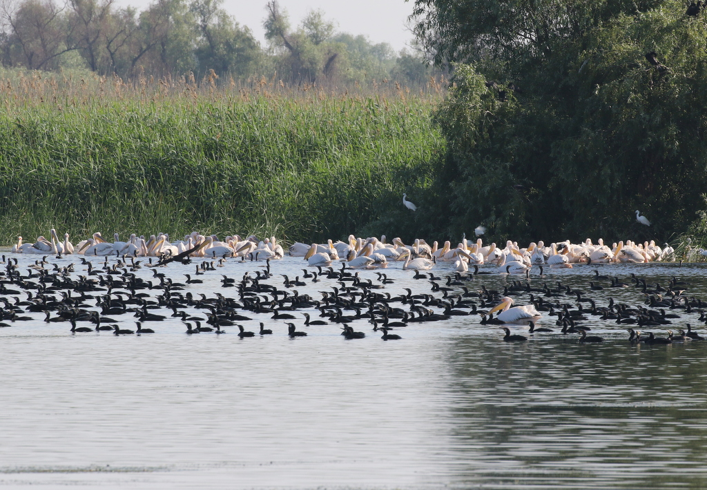 Feeding frenzy