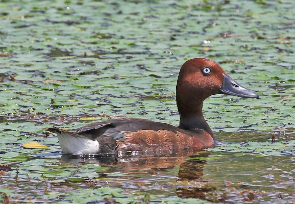 Ferruginous Duck