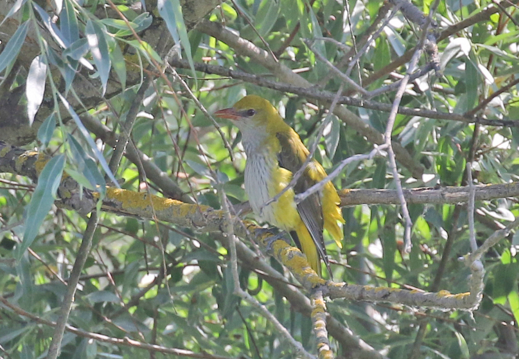 Golden Oriole