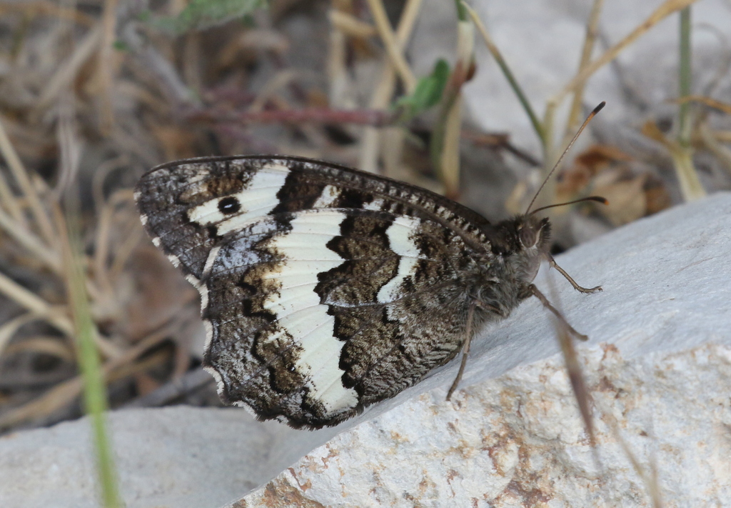 Great Banded Grayling