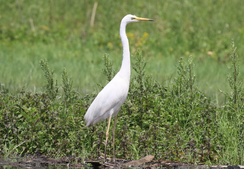 Great White Egret