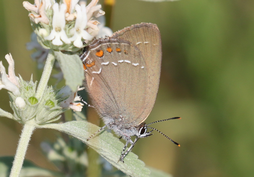 Ilex Hairstreak