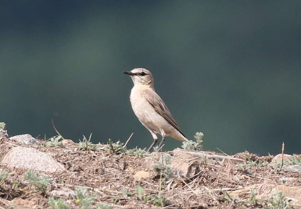 Isabelline Wheatear