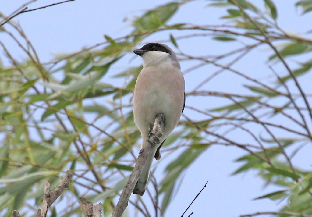 Lesser Grey Shrike