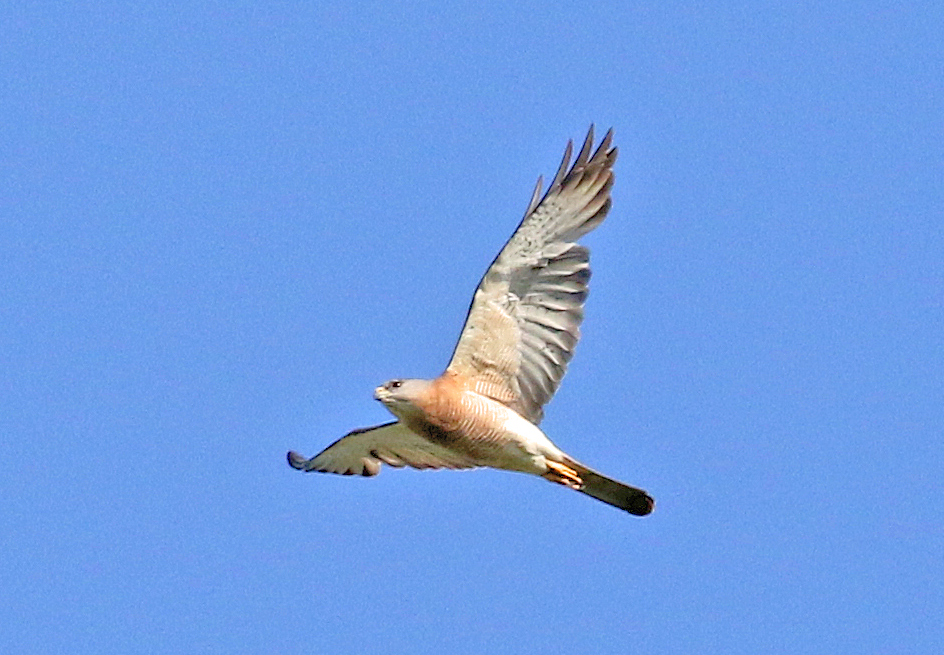 Levant Sparrowhawk 1