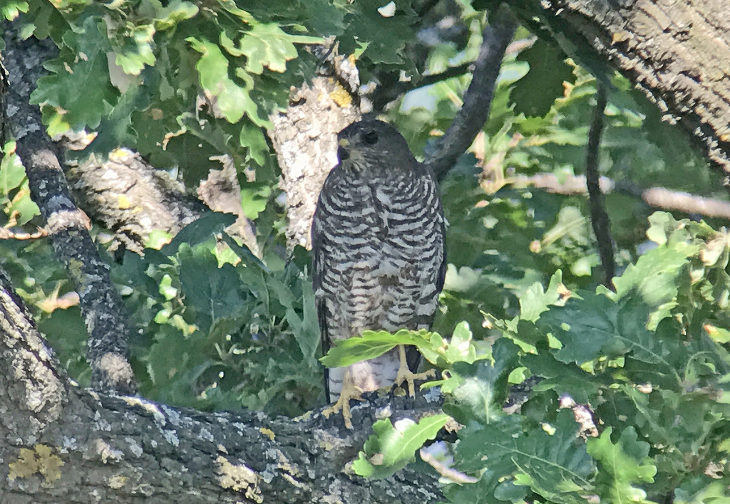 Levant Sparrowhawk 2