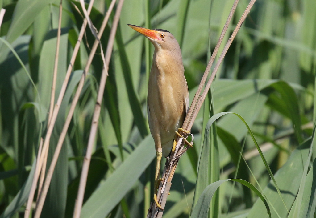 Little Bittern 1