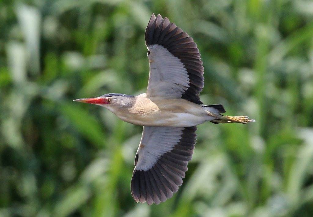 Little Bittern 2