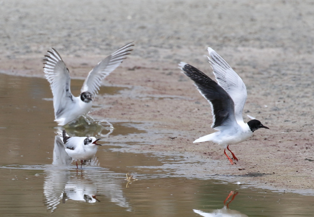 Little Gull