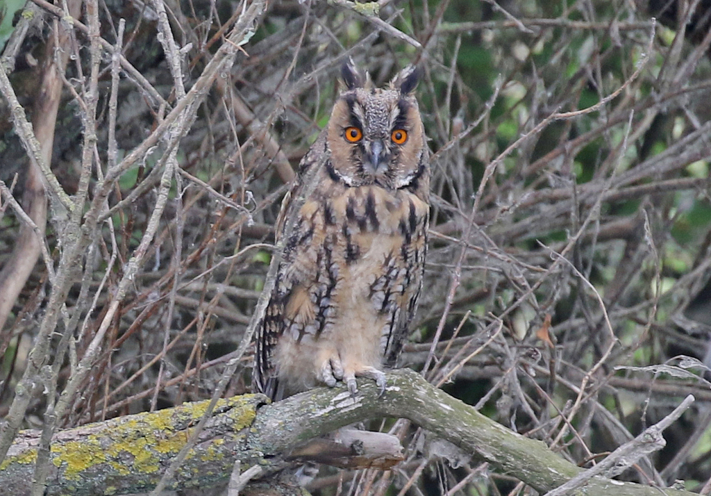 Long-eared Owl