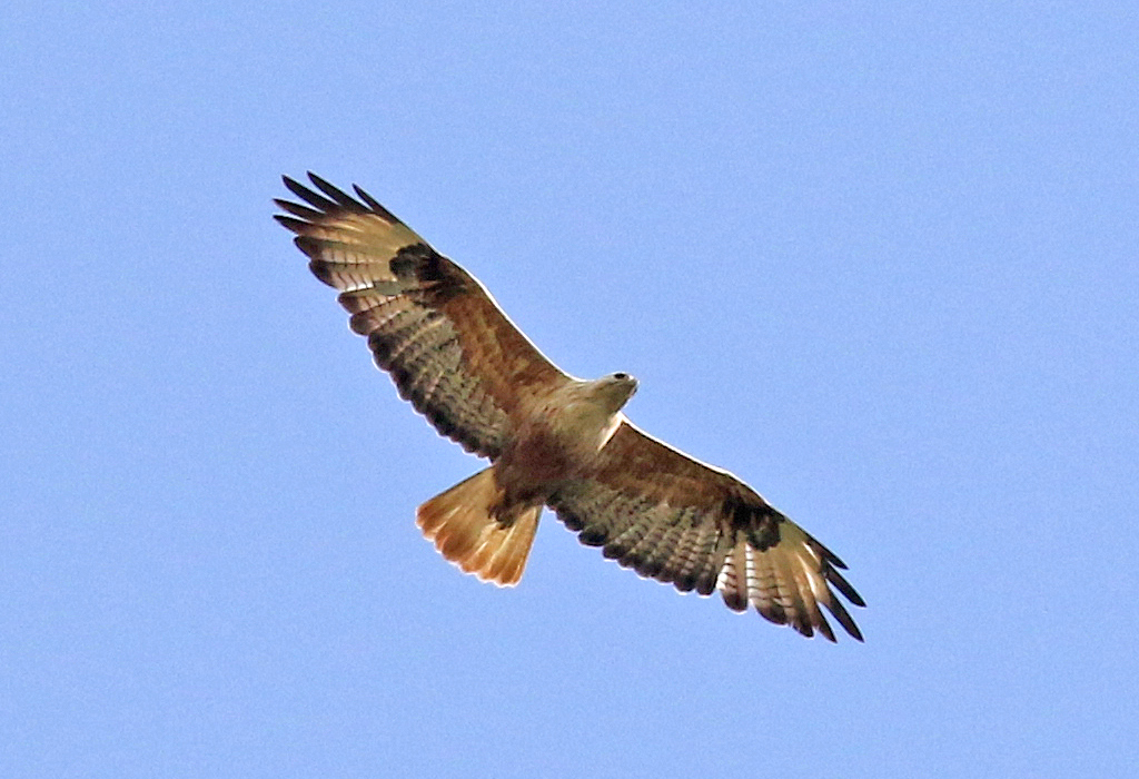 Long-legged Buzzard