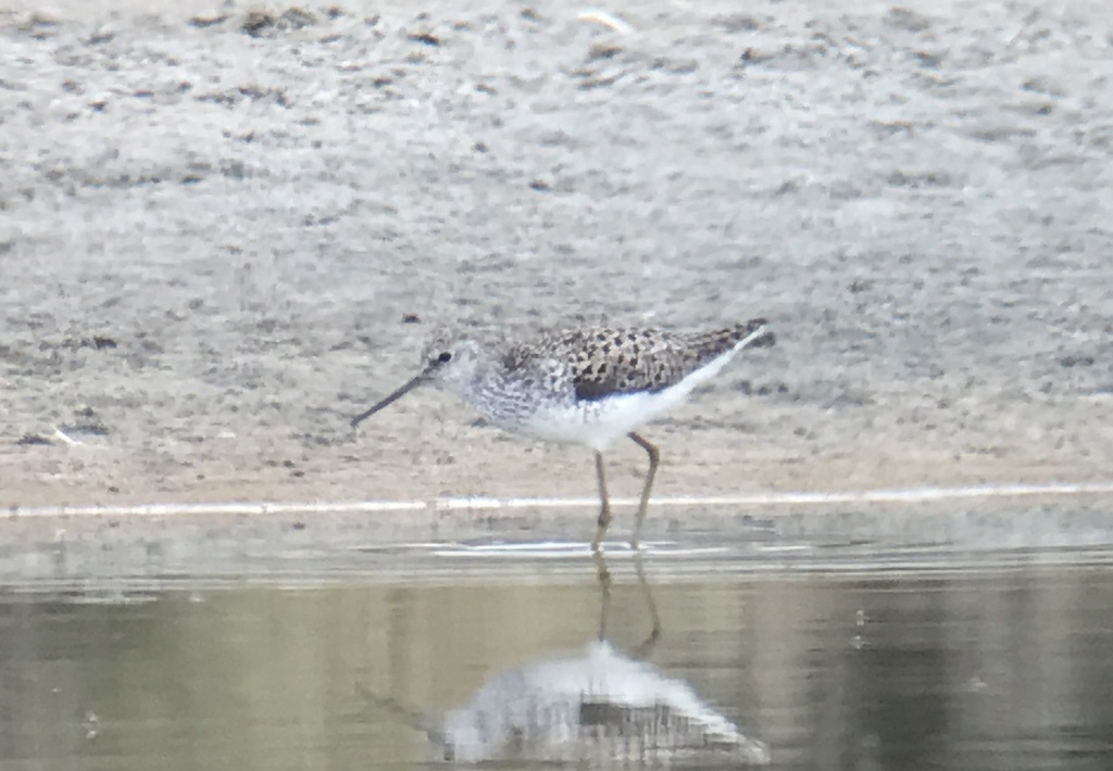 Marsh Sandpiper