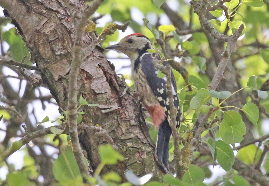 Middle Spotted Woodpecker