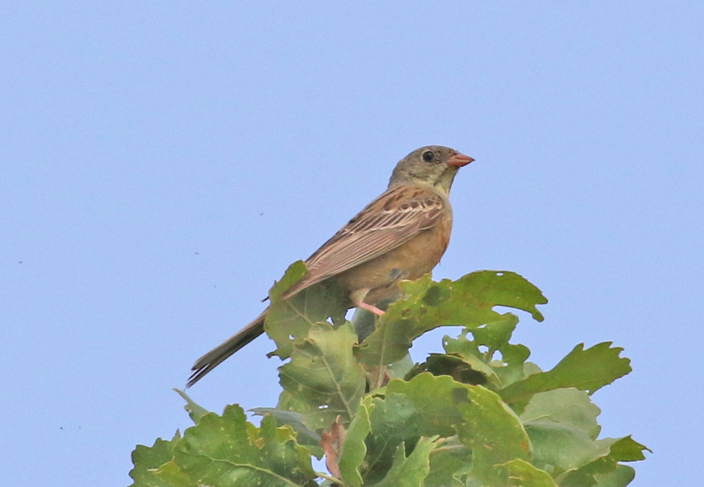 Ortolan Bunting