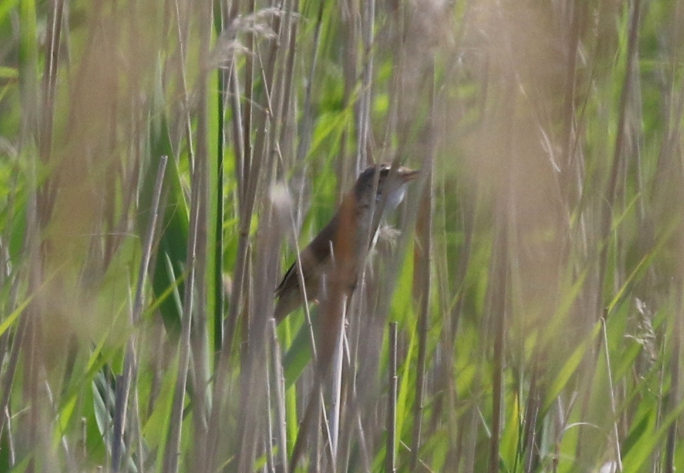 Paddyfield Warbler