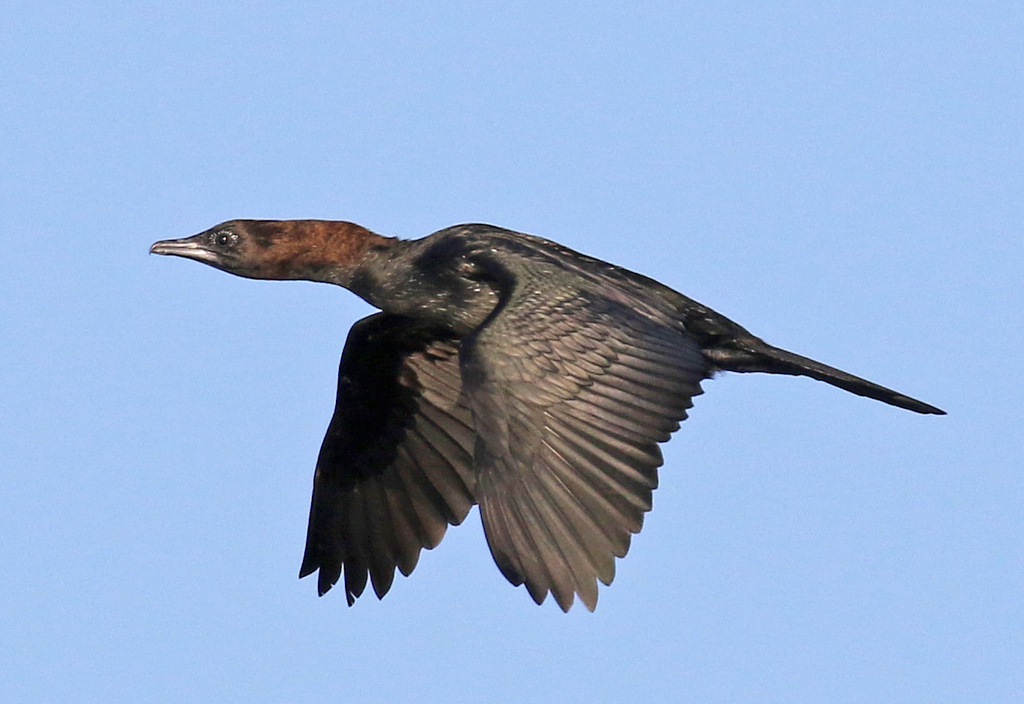 Pygmy Cormorant 2