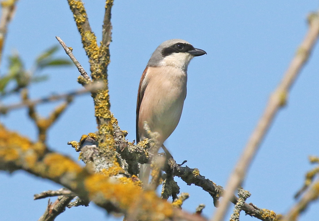 Red-backed Shrike