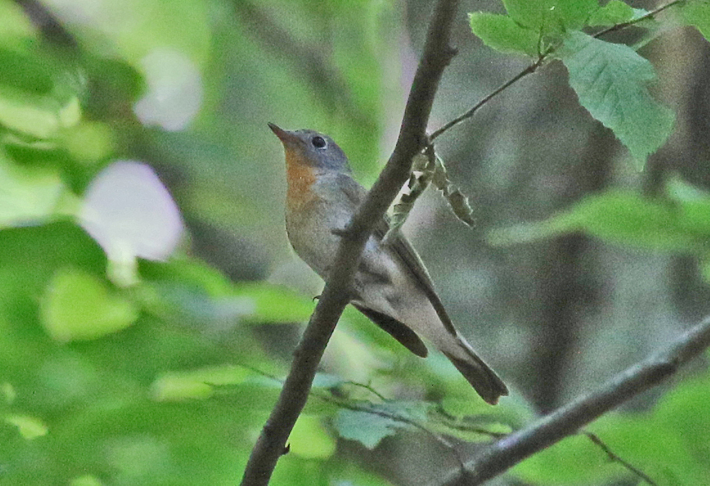 Red-breasted Flycatcher