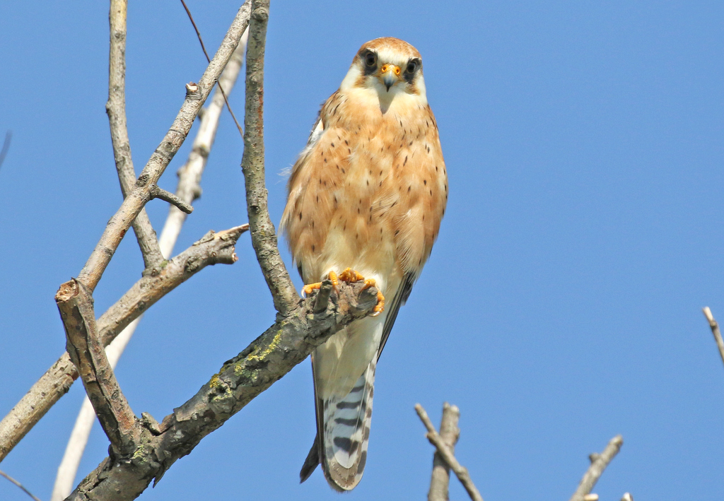 Red-footed Falcon 1