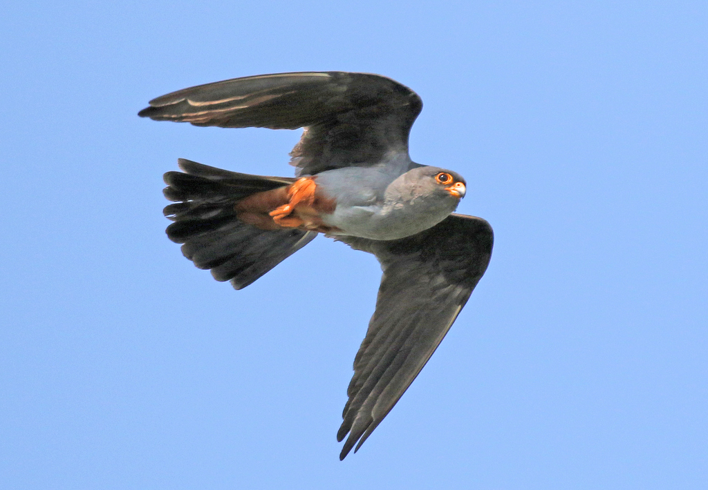 Red-footed Falcon 2