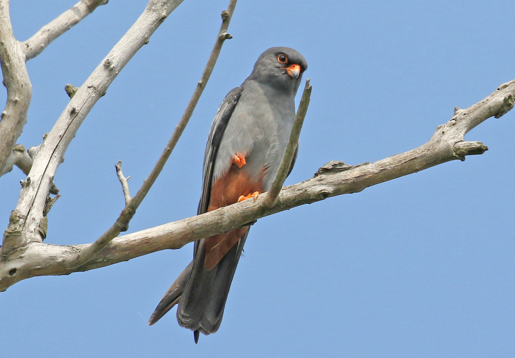 Red-footed Falcon 3