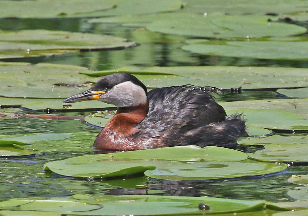 Red-necked Grebe 2