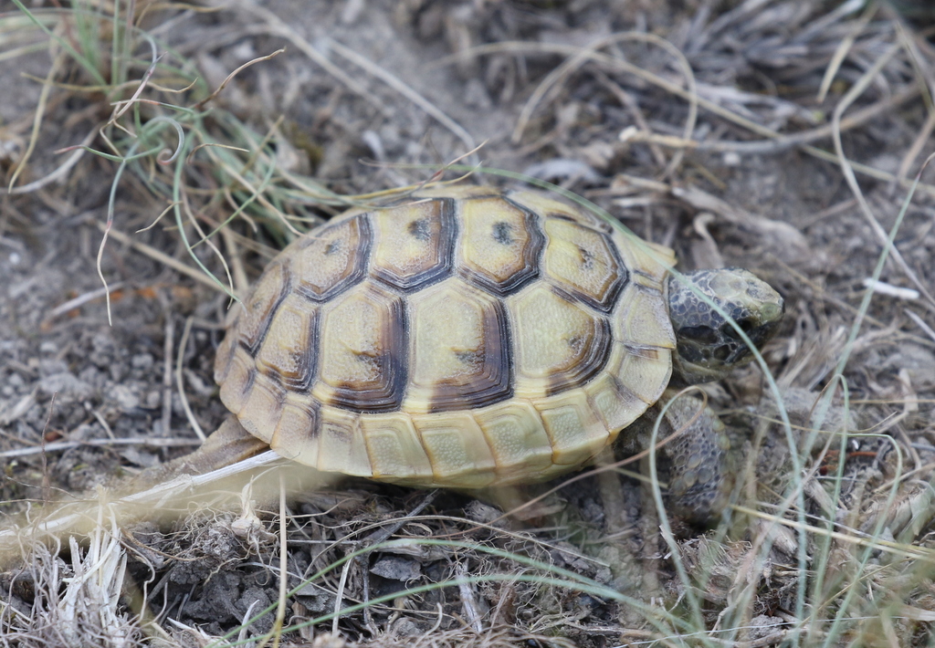 Spur-thighed Tortoise