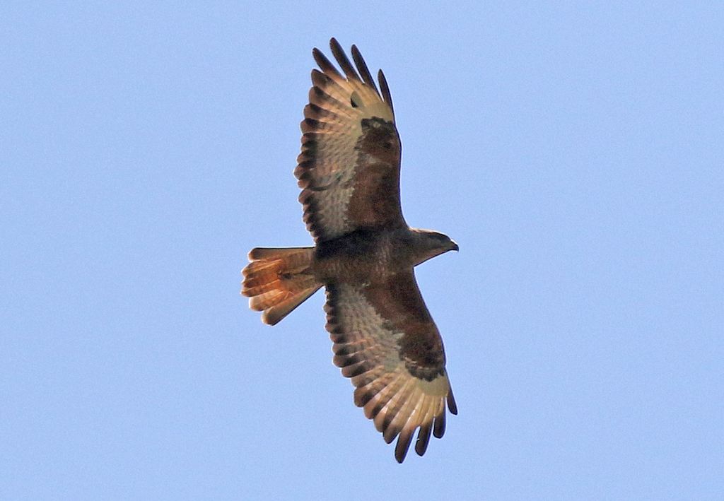 Steppe Buzzard