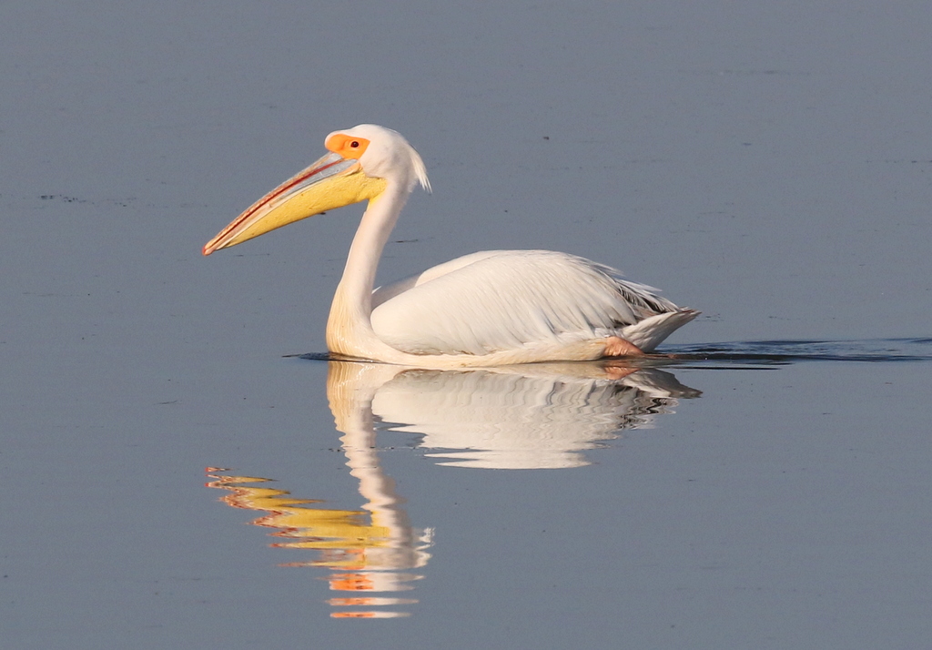 White Pelican