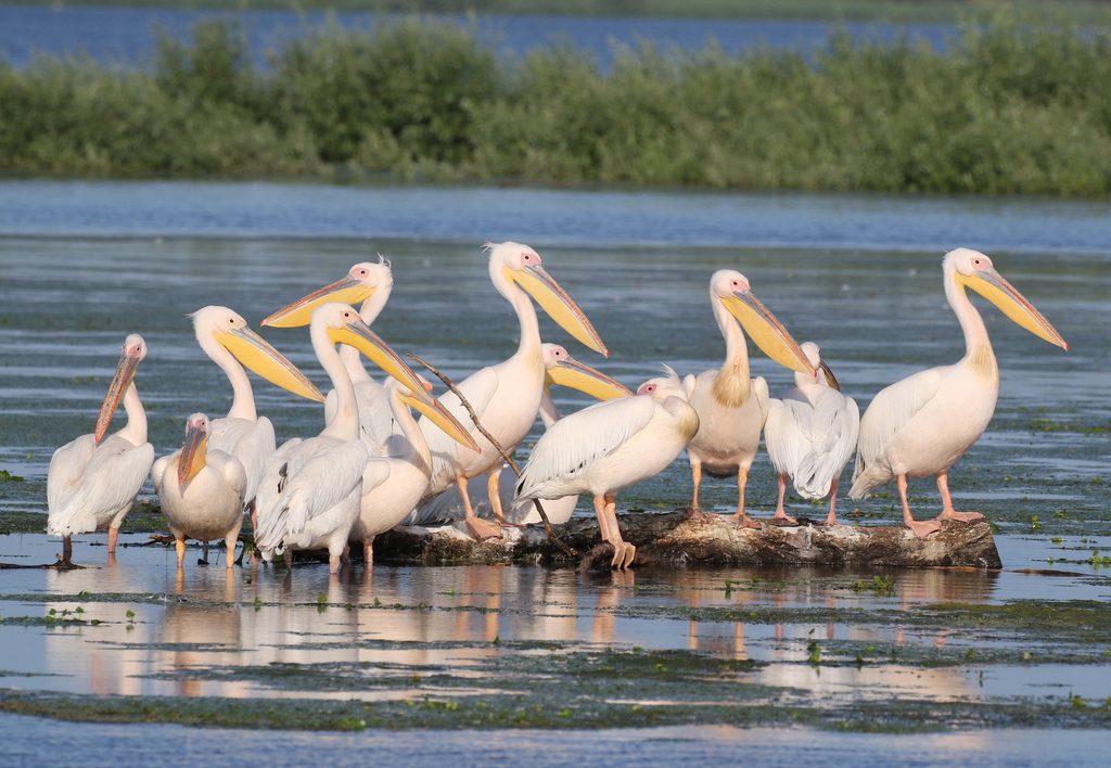 White Pelicans 2