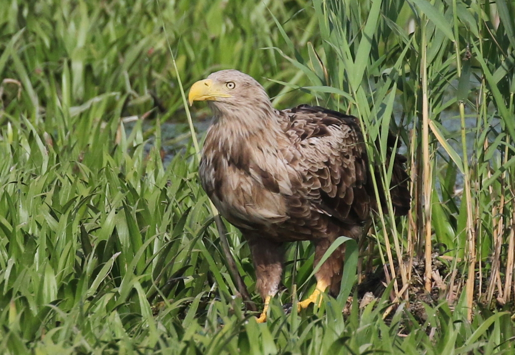 White-tailed Eagle