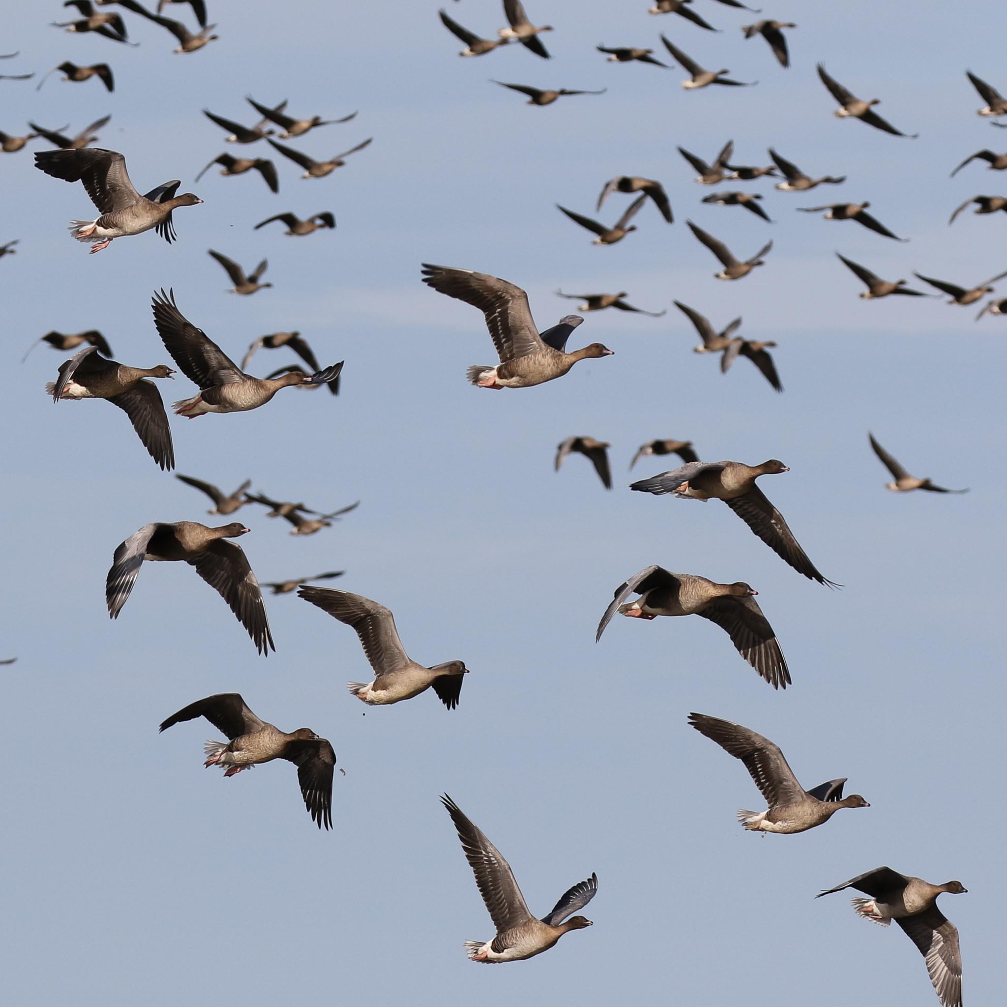 Pink-footed Geese