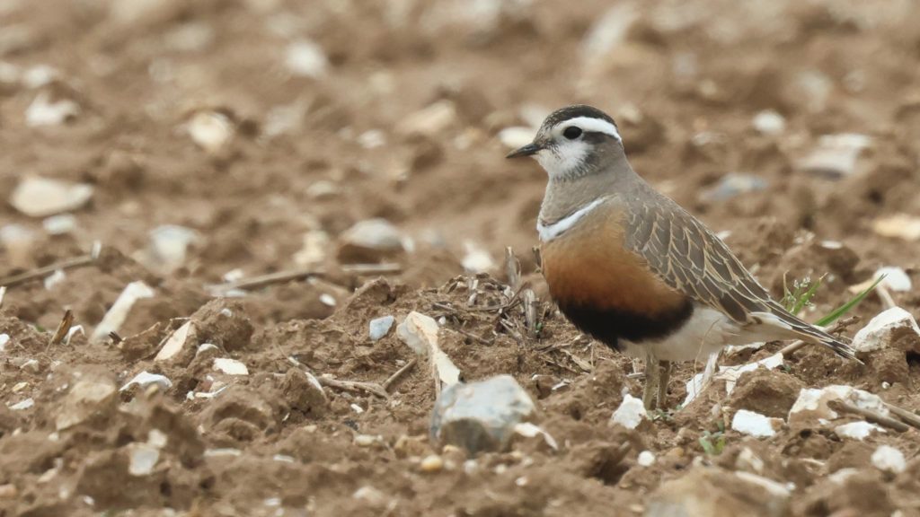 Dotterel