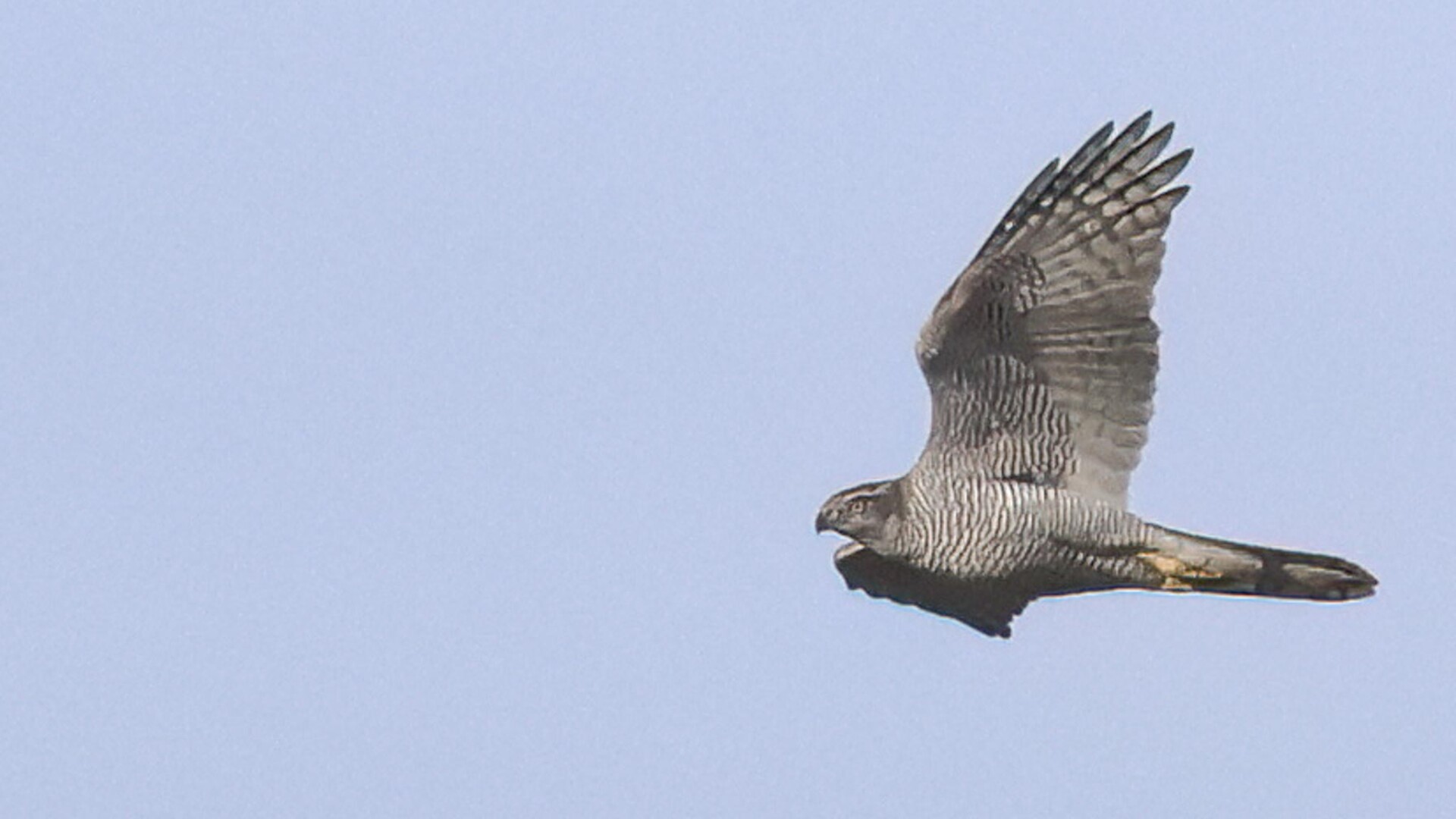 Goshawk