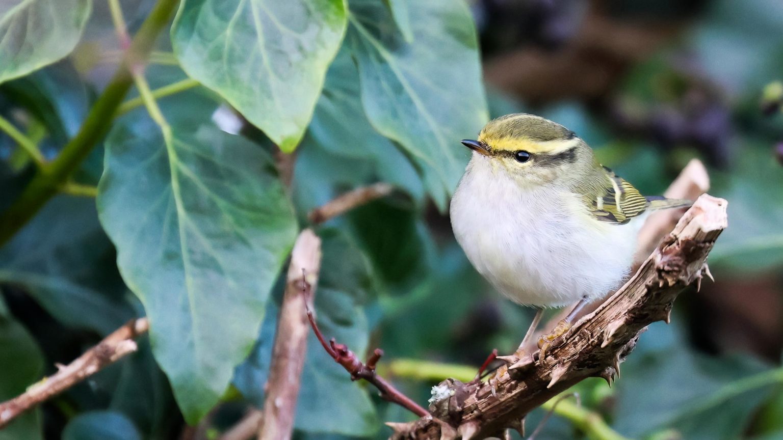 Guided Birdwatching in Norfolk & Beyond