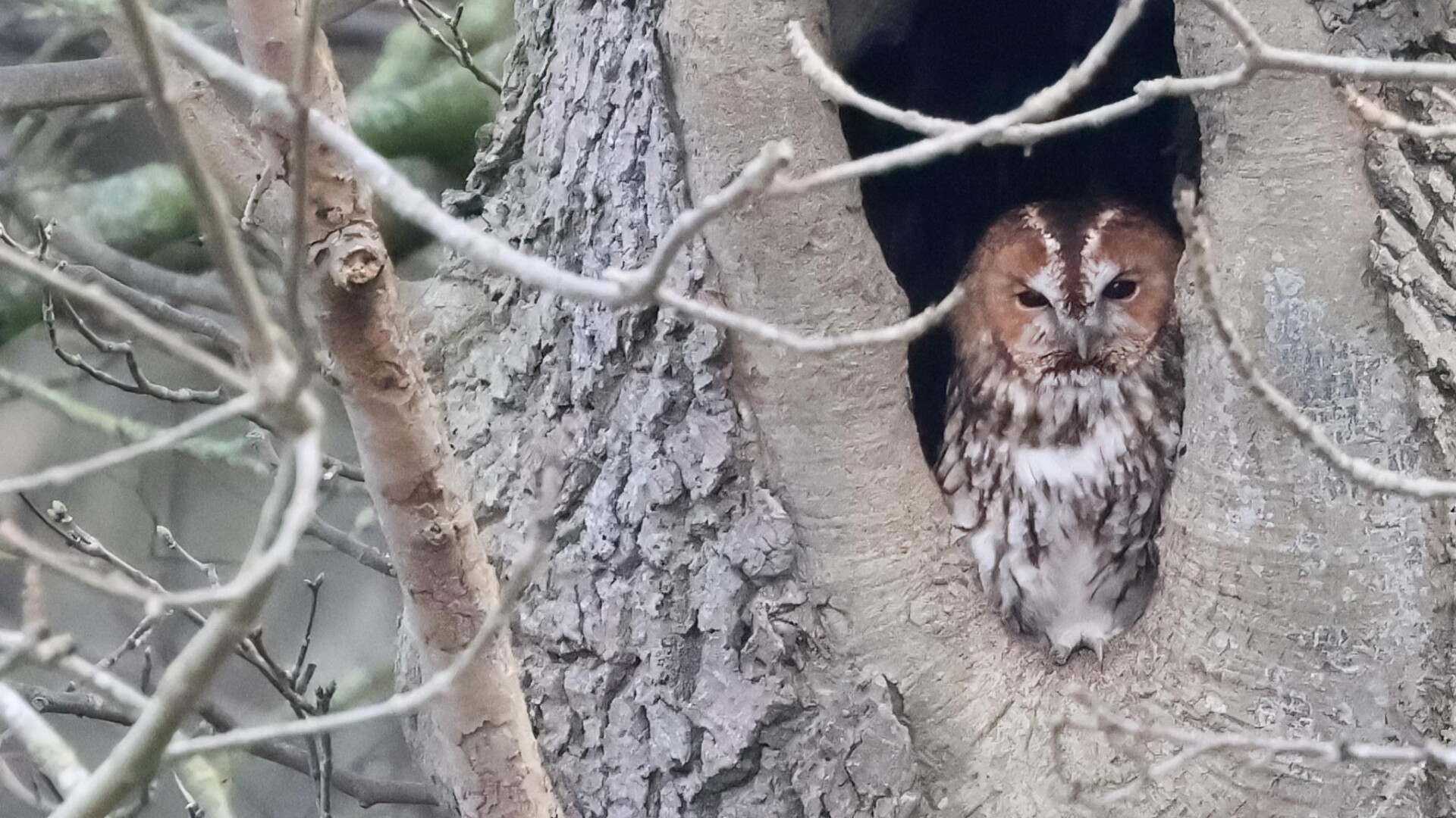 Tawny Owl