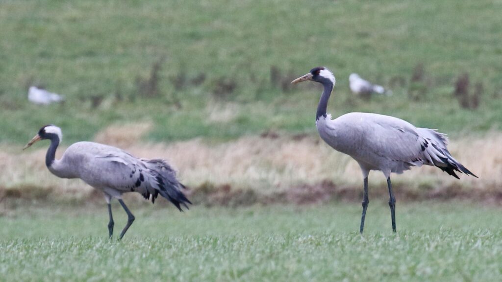 Common Cranes