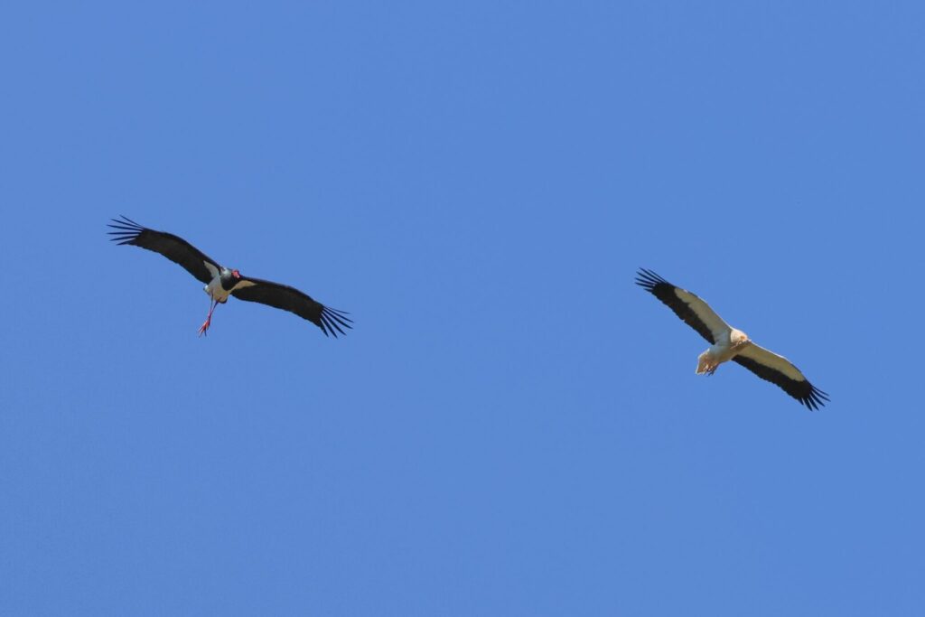 Egyptian Vulture & Black Stork