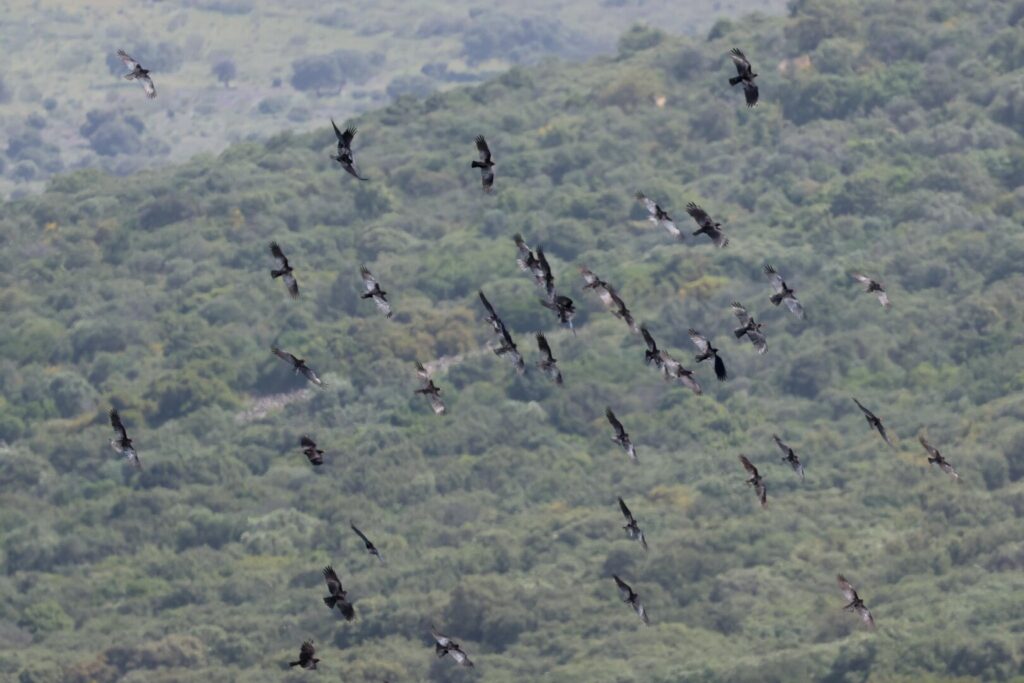 Red-billed Choughs