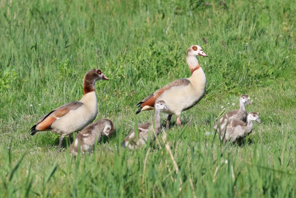 Egyptian Geese