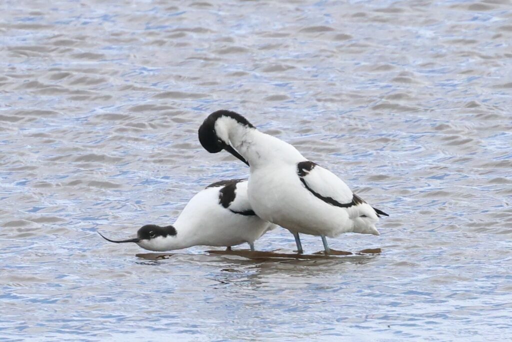 Avocets