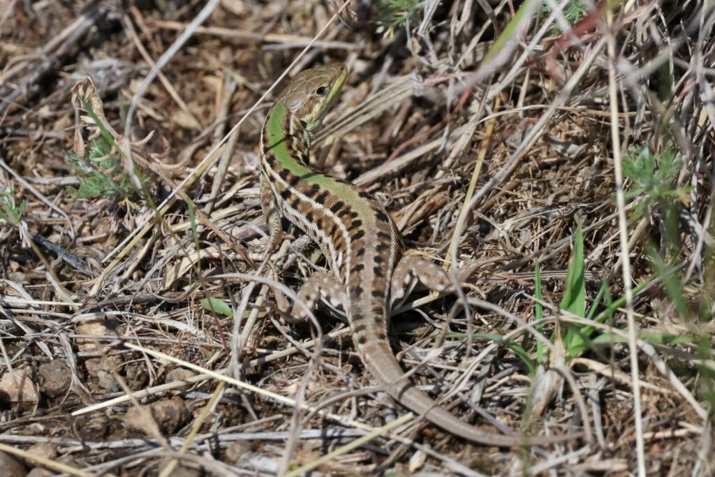 Balkan Wall Lizard