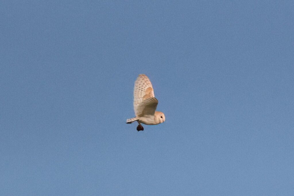 Barn Owl