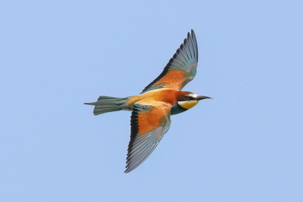 Bee-eater